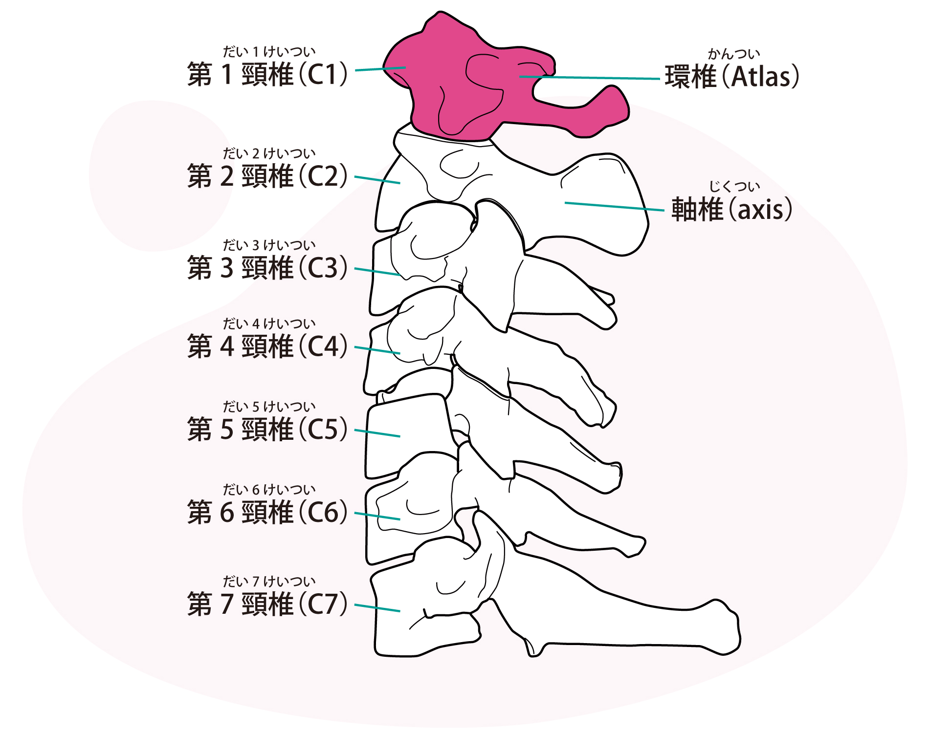 Ｃ＆Ａアトラス療法のイメージ